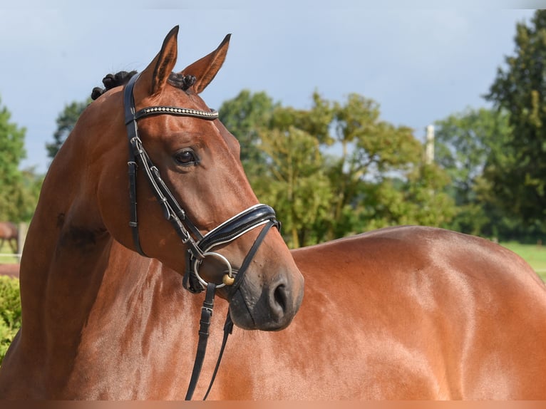 Hannoveraan Merrie 4 Jaar 168 cm Bruin in Tiddische