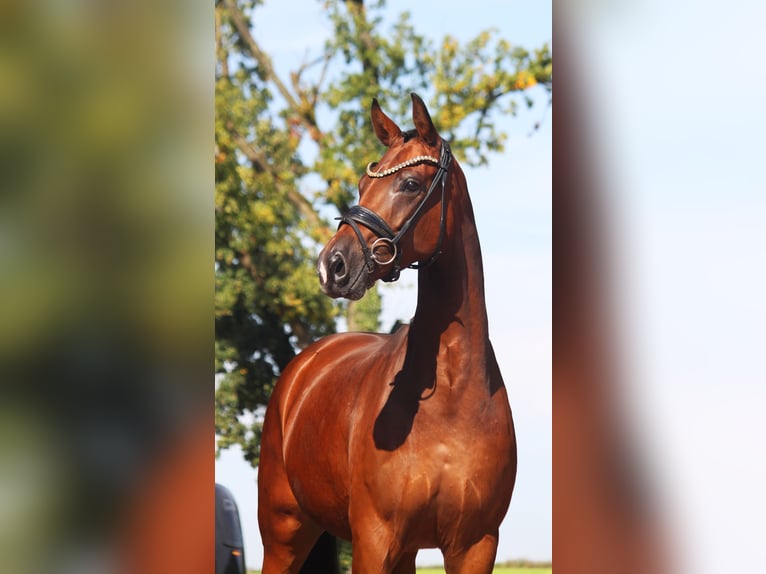 Hannoveraan Merrie 4 Jaar 168 cm Bruin in Bramsche