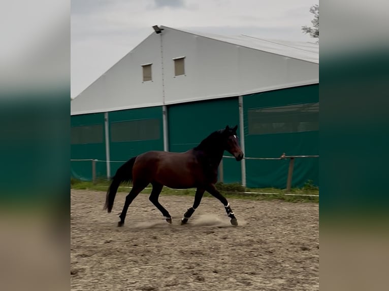 Hannoveraan Merrie 4 Jaar 168 cm Bruin in Ostercappeln