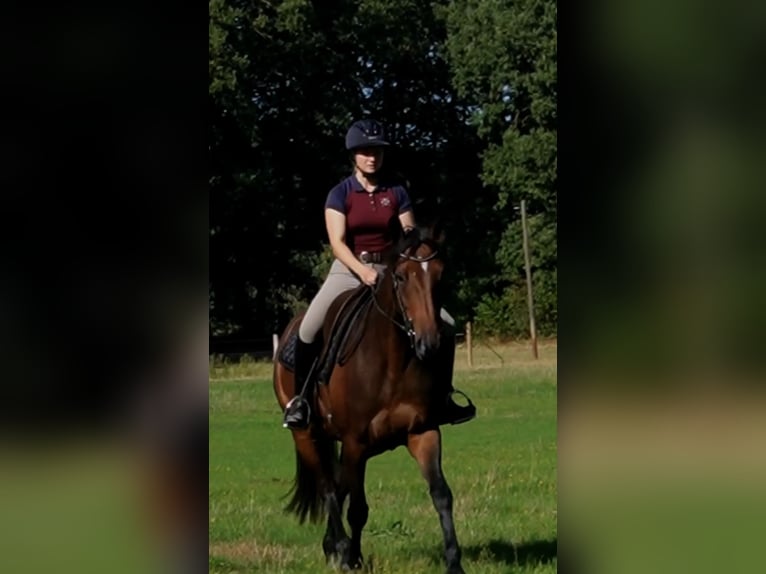 Hannoveraan Merrie 4 Jaar 168 cm Bruin in Ostercappeln