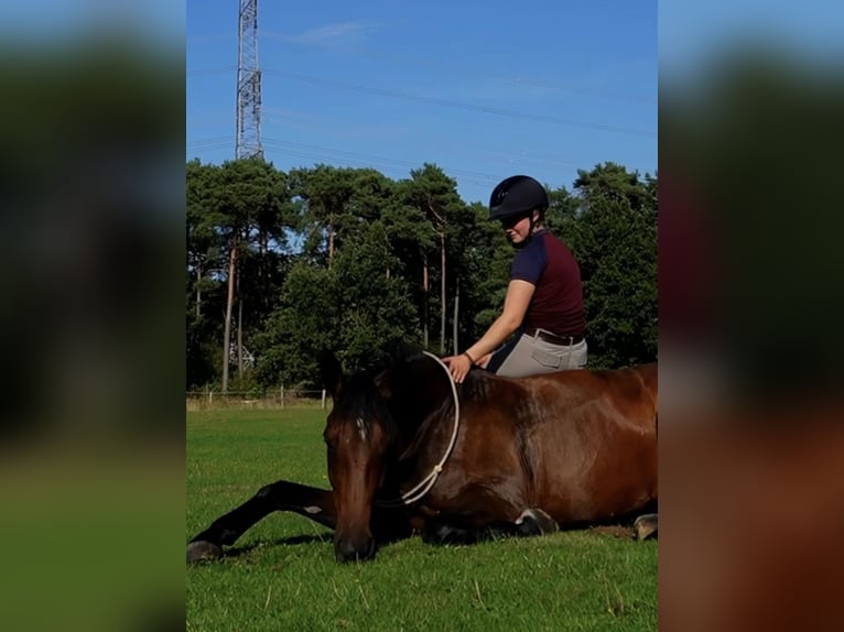 Hannoveraan Merrie 4 Jaar 168 cm Bruin in Ostercappeln
