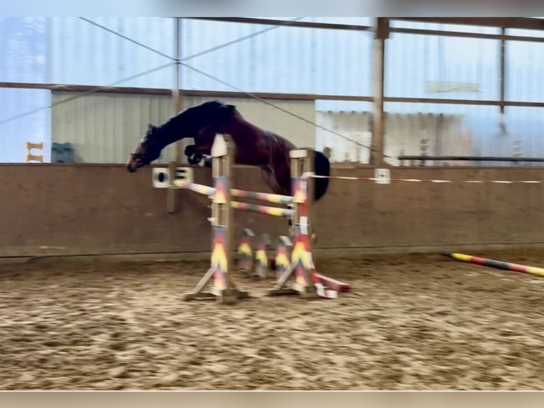 Hannoveraan Merrie 4 Jaar 168 cm Bruin in Bremervörde