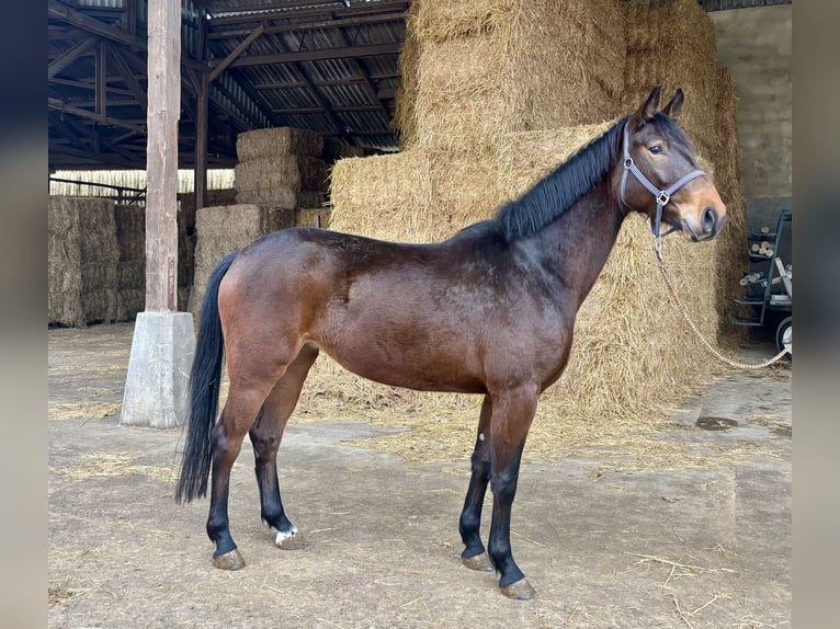 Hannoveraan Merrie 4 Jaar 168 cm Bruin in Zülpich