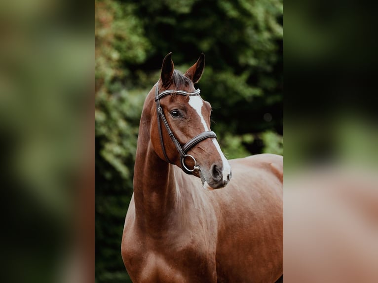 Hannoveraan Merrie 4 Jaar 168 cm Bruin in Riedstadt