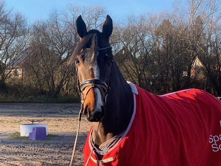 Hannoveraan Merrie 4 Jaar 168 cm Donkerbruin in Verden (Aller)