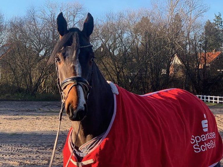 Hannoveraan Merrie 4 Jaar 168 cm Donkerbruin in Verden (Aller)