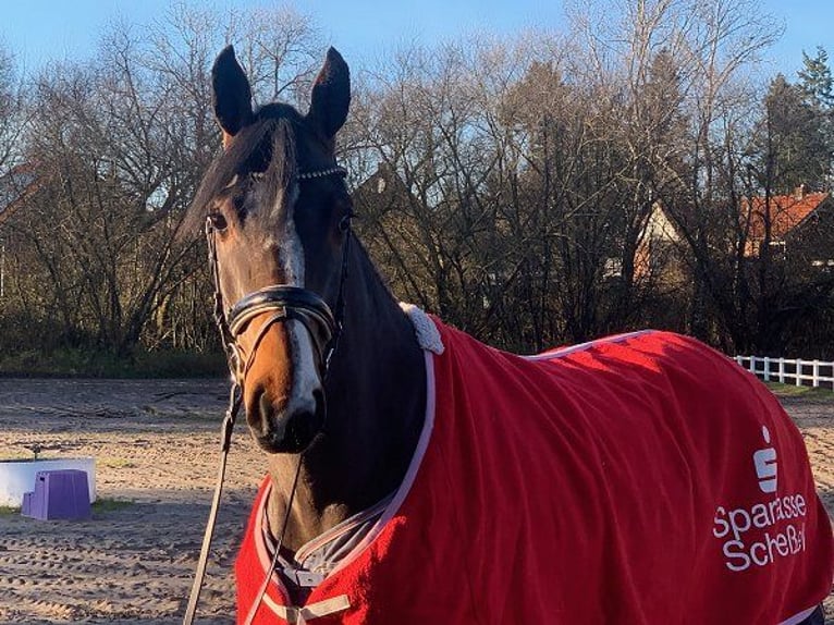 Hannoveraan Merrie 4 Jaar 168 cm Donkerbruin in Verden (Aller)