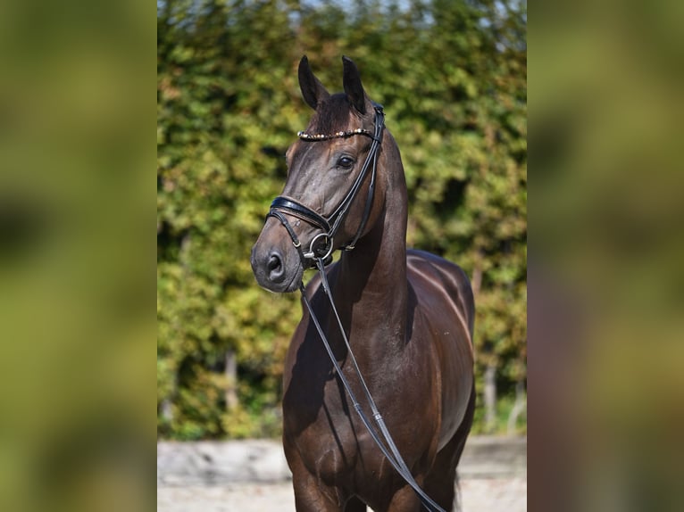 Hannoveraan Merrie 4 Jaar 168 cm Donkerbruin in Rosenheim