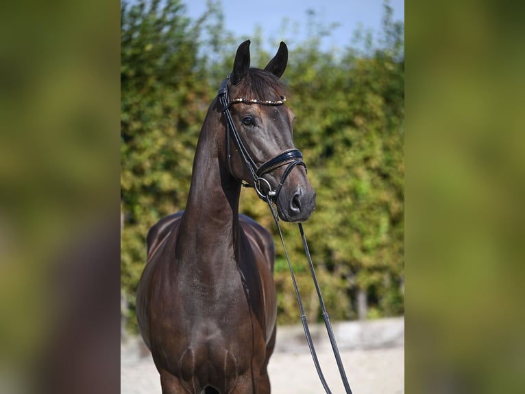 Hannoveraan Merrie 4 Jaar 168 cm Donkerbruin in Rosenheim