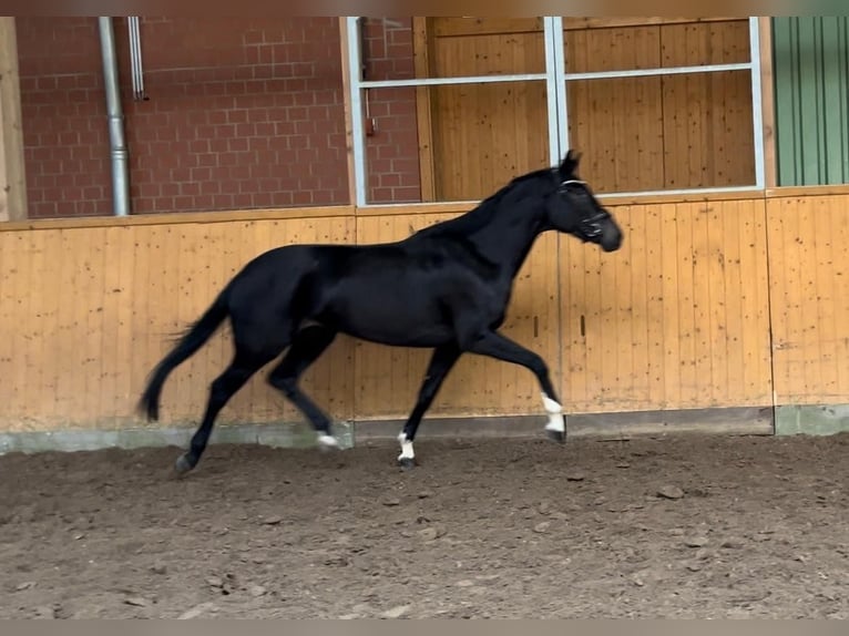 Hannoveraan Merrie 4 Jaar 168 cm Donkerbruin in Suhlendorf