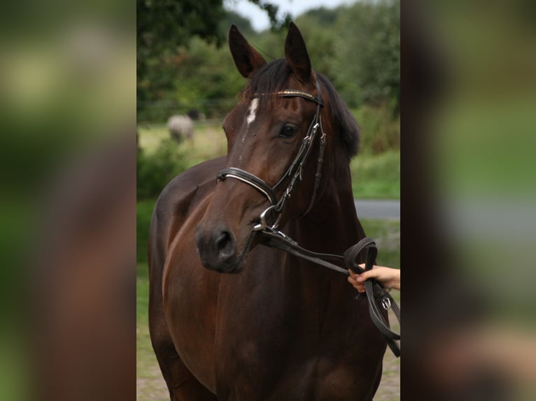 Hannoveraan Merrie 4 Jaar 168 cm Donkerbruin in Blender