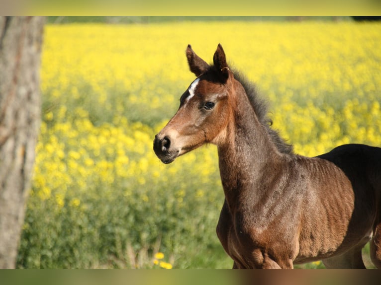 Hannoveraan Merrie 4 Jaar 168 cm Donkerbruin in Blender