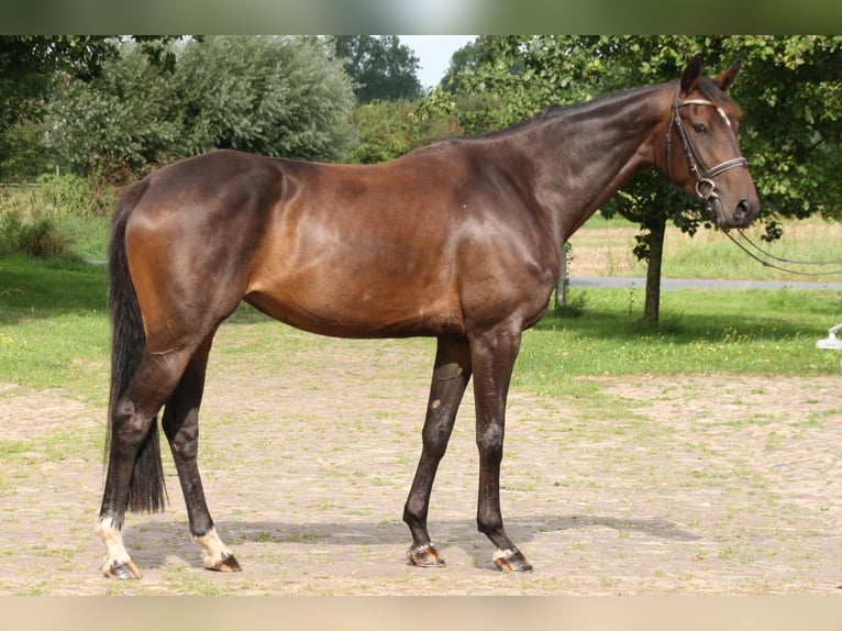 Hannoveraan Merrie 4 Jaar 168 cm Donkerbruin in Blender