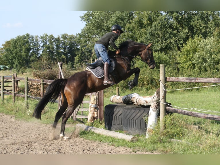 Hannoveraan Merrie 4 Jaar 168 cm Donkerbruin in Blender