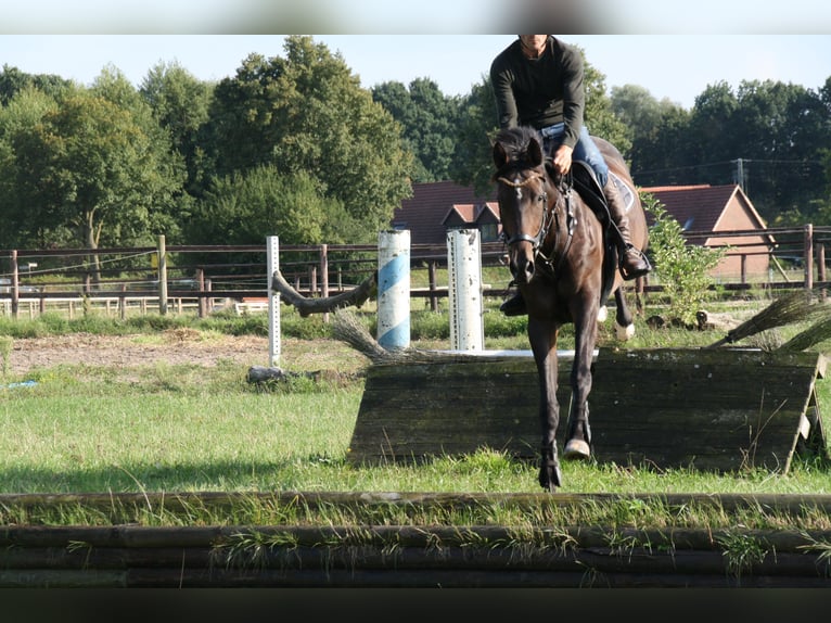 Hannoveraan Merrie 4 Jaar 168 cm Donkerbruin in Blender