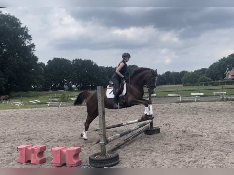 Hannoveraan Merrie 4 Jaar 168 cm Donkere-vos in Kirchlinteln