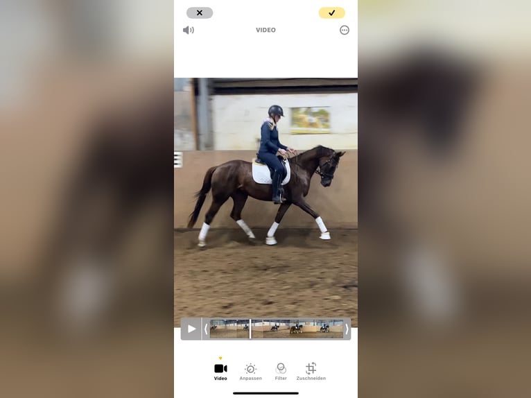 Hannoveraan Merrie 4 Jaar 168 cm Donkere-vos in Achim