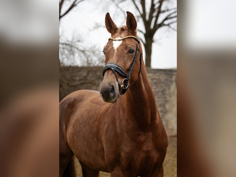 Hannoveraan Merrie 4 Jaar 168 cm Donkere-vos in Hayingen