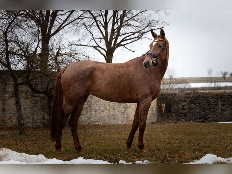 Hannoveraan Merrie 4 Jaar 168 cm Donkere-vos in Hayingen