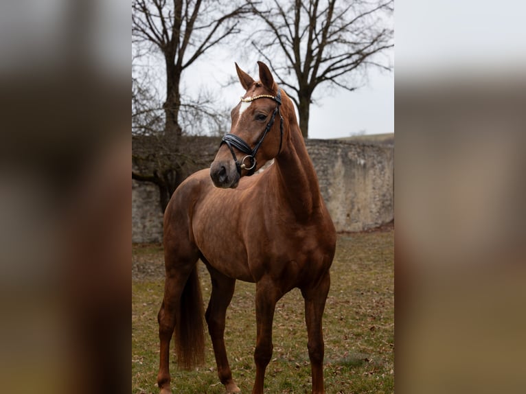 Hannoveraan Merrie 4 Jaar 168 cm Donkere-vos in Hayingen