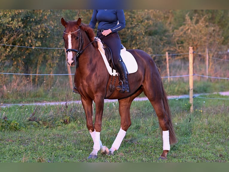 Hannoveraan Merrie 4 Jaar 168 cm Donkere-vos in W&#xFC;rzburg