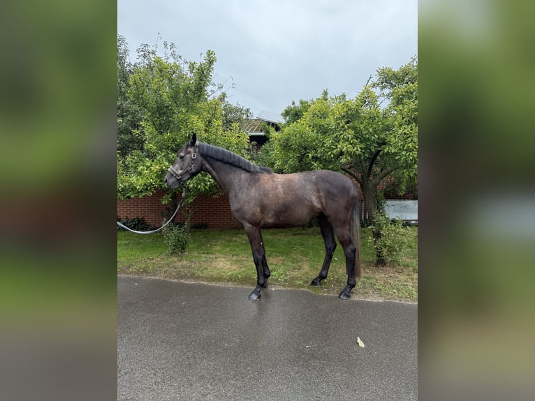 Hannoveraan Merrie 4 Jaar 168 cm kan schimmel zijn in Lohne (Oldenburg)