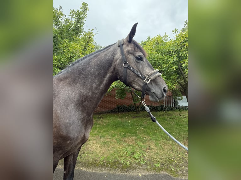 Hannoveraan Merrie 4 Jaar 168 cm kan schimmel zijn in Lohne (Oldenburg)