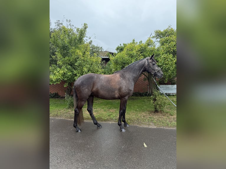 Hannoveraan Merrie 4 Jaar 168 cm kan schimmel zijn in Lohne (Oldenburg)