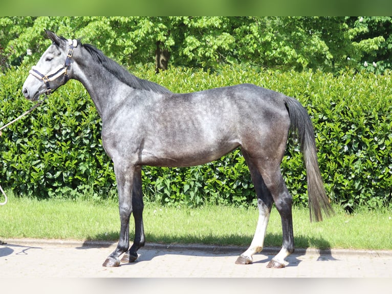 Hannoveraan Merrie 4 Jaar 168 cm Schimmel in Selsingen