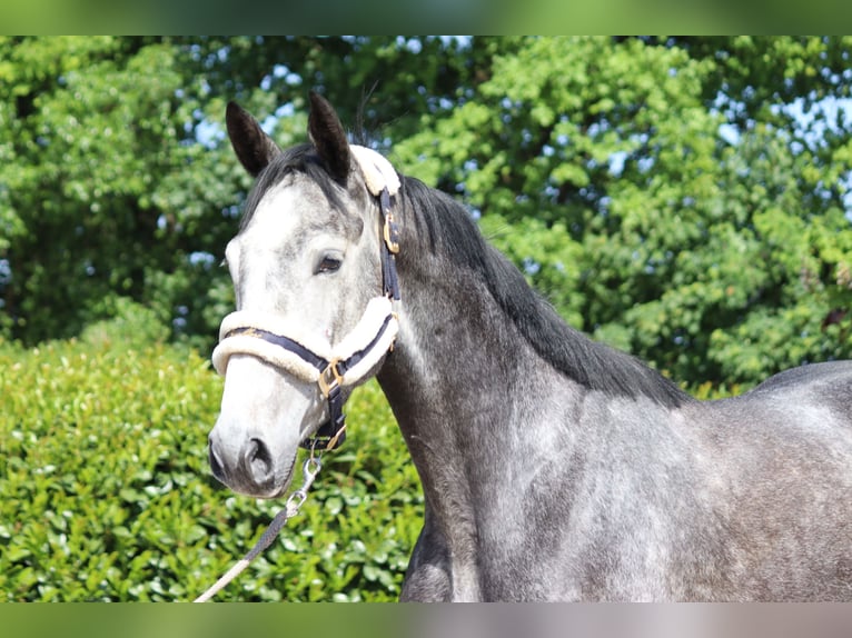 Hannoveraan Merrie 4 Jaar 168 cm Schimmel in Selsingen