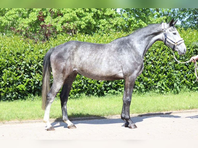 Hannoveraan Merrie 4 Jaar 168 cm Schimmel in Selsingen