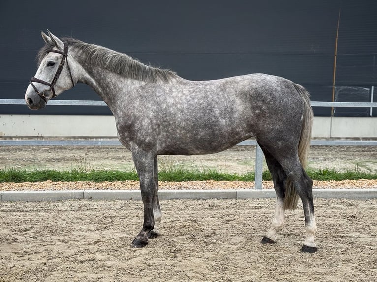 Hannoveraan Merrie 4 Jaar 168 cm Schimmel in Kamenz