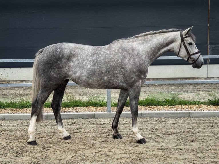 Hannoveraan Merrie 4 Jaar 168 cm Schimmel in Kamenz