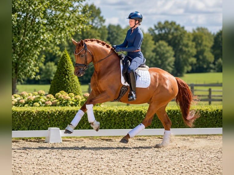 Hannoveraan Merrie 4 Jaar 168 cm Vos in Bohmte