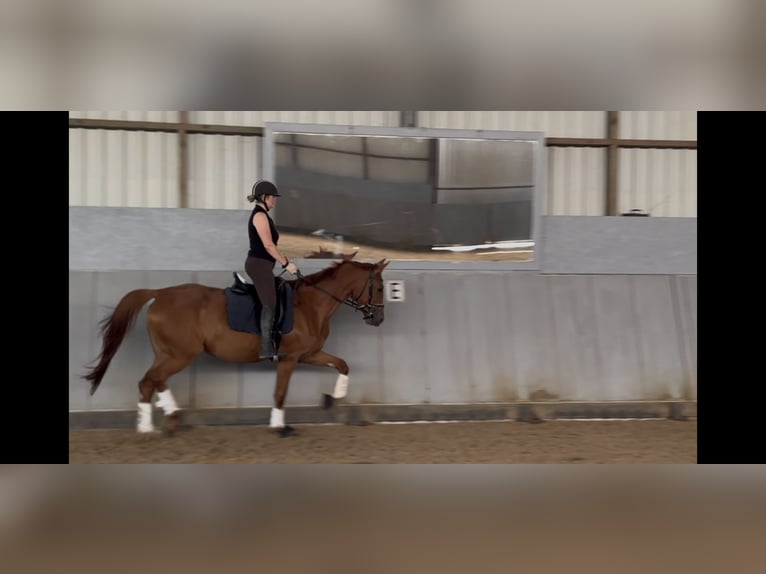 Hannoveraan Merrie 4 Jaar 168 cm Vos in Dormagen