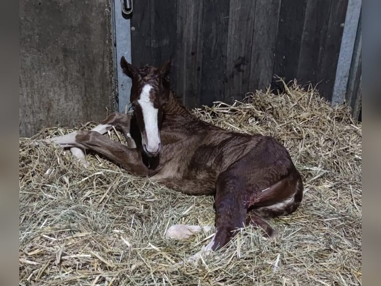 Hannoveraan Merrie 4 Jaar 168 cm Vos in Lienen