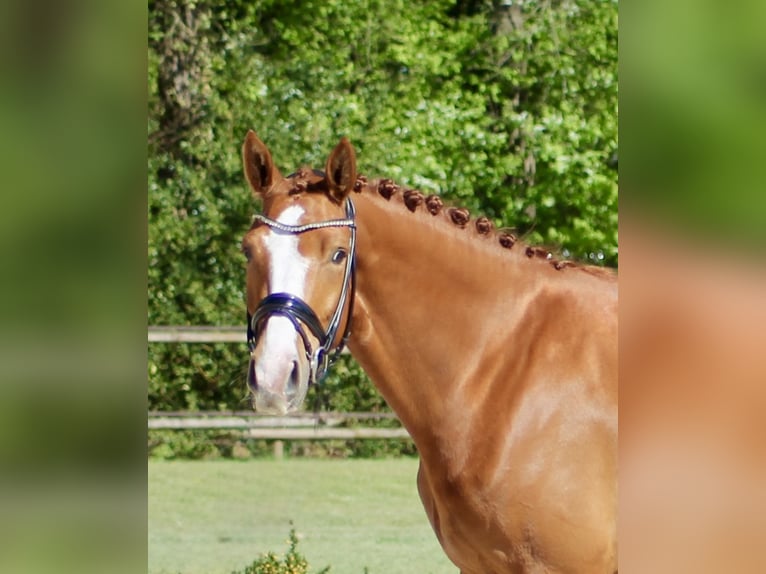 Hannoveraan Merrie 4 Jaar 168 cm Vos in Lienen