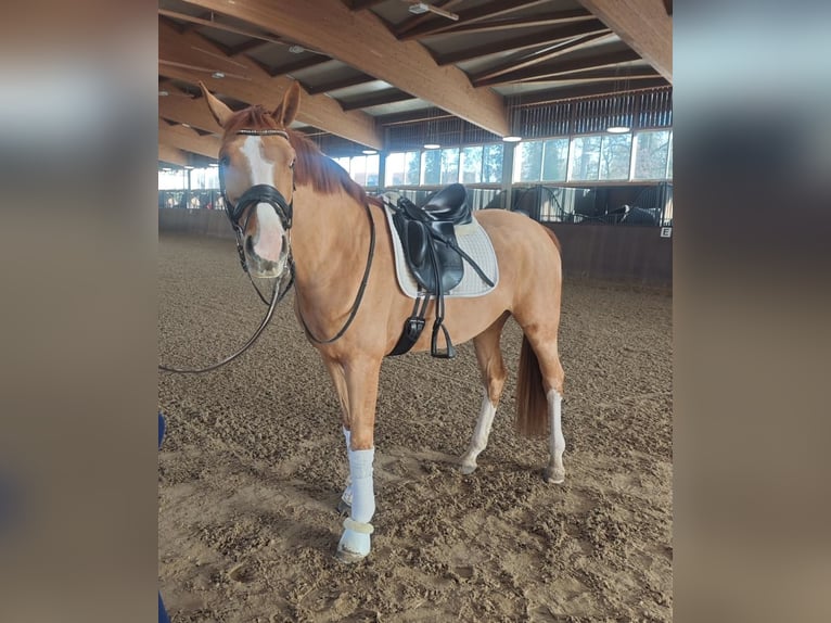 Hannoveraan Merrie 4 Jaar 168 cm Vos in Lienen