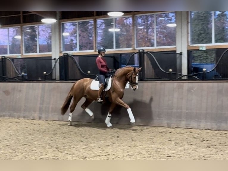 Hannoveraan Merrie 4 Jaar 168 cm Vos in Lienen