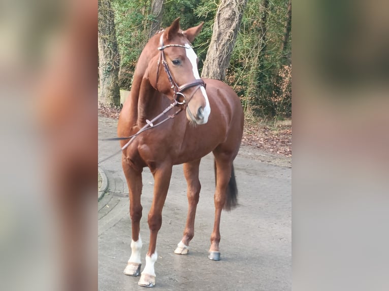 Hannoveraan Merrie 4 Jaar 168 cm Vos in Barenburg