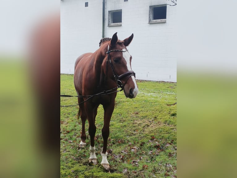 Hannoveraan Merrie 4 Jaar 168 cm Vos in Barenburg