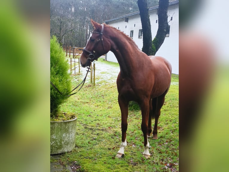 Hannoveraan Merrie 4 Jaar 168 cm Vos in Barenburg