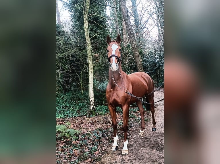 Hannoveraan Merrie 4 Jaar 168 cm Vos in Barenburg