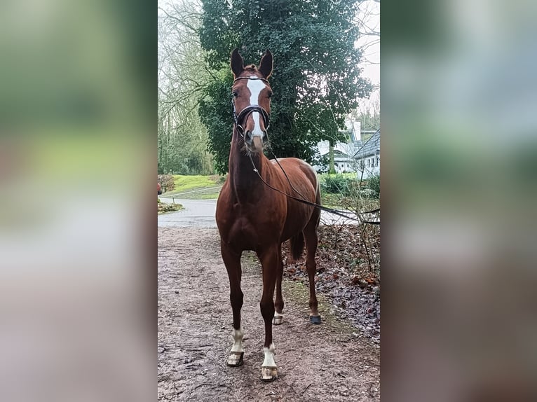 Hannoveraan Merrie 4 Jaar 168 cm Vos in Barenburg