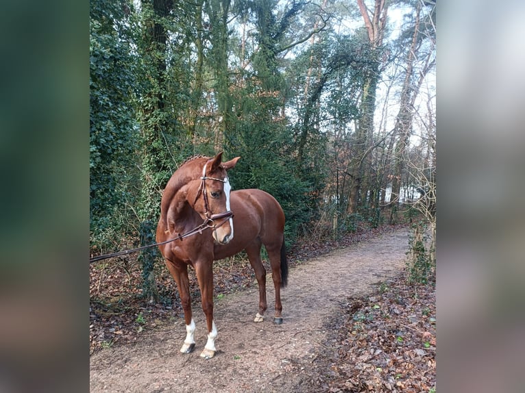 Hannoveraan Merrie 4 Jaar 168 cm Vos in Barenburg