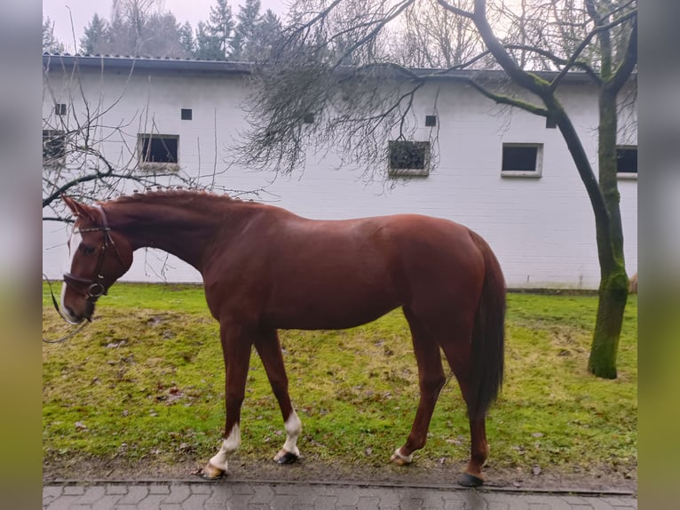 Hannoveraan Merrie 4 Jaar 168 cm Vos in Barenburg