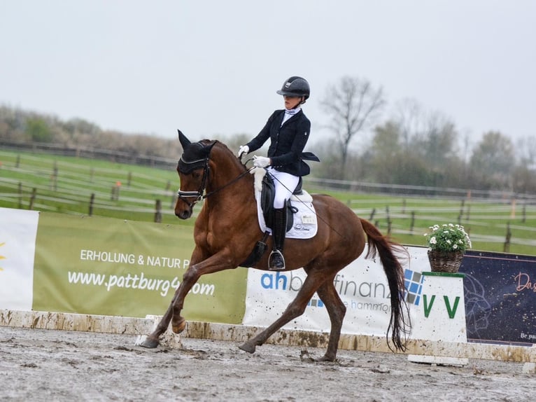 Hannoveraan Merrie 4 Jaar 168 cm Vos in Freienwill