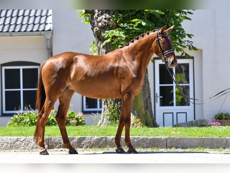 Hannoveraan Merrie 4 Jaar 168 cm Vos in Freienwill