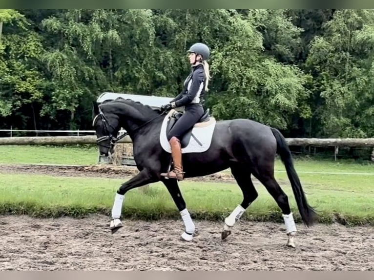 Hannoveraan Merrie 4 Jaar 168 cm Zwart in Kirchlinteln