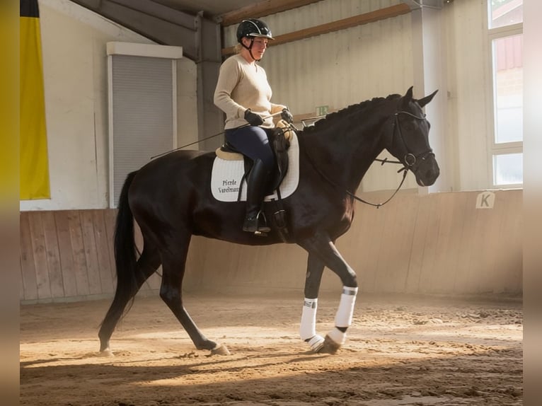Hannoveraan Merrie 4 Jaar 168 cm Zwart in Handrup